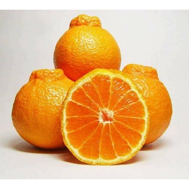 ส้มเดกาปองกิ่งพันธุ์เสียบยอด