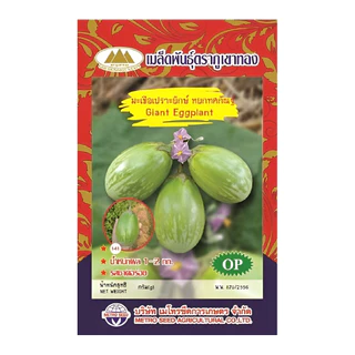 เมล็ดมะเขือเปราะยักษ์ หยกทศกัณฐ์ Giant Eggplant ตราภูเขาทอง เมล็ดพันธุ์มะเขือเปราะยักษ์ เมล็ดมะเขือ เมล็ดพันธุ์มะเขือเปร