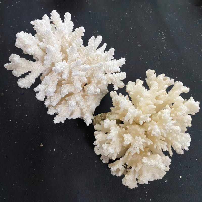 ดอกไม้ปะการังสีขาวขนาดเล็กไม่ย้อมสำหรับตกแต่งบ้าน white coral
