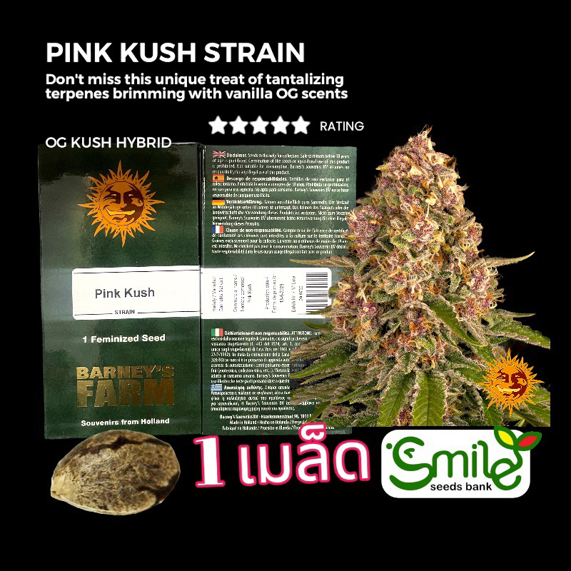 เมล็ดกัญชา Pink Kush (Fem) - Barney’s Farm