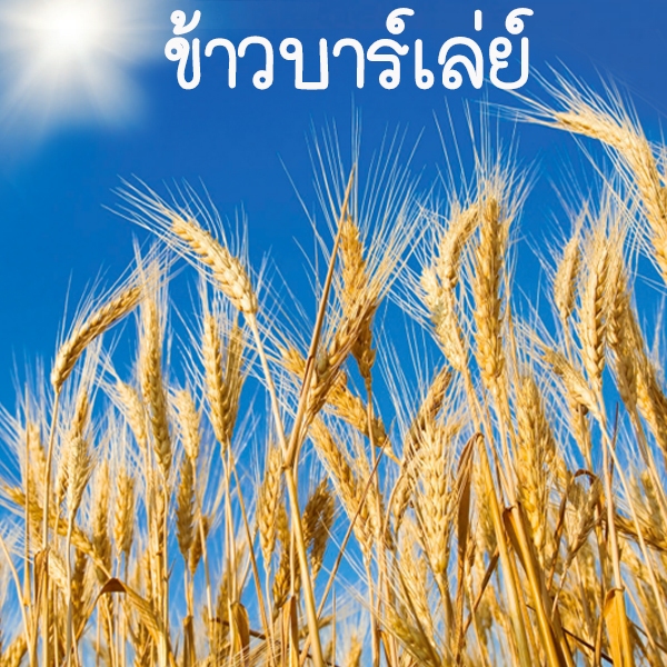 ข้าวบาร์เลย์ 10แถม1!! ถูกที่สุด10 บ. เมล็ดพันธุ์ข้าวบาร์เลย์ 100-600เมล็ด งอกง่าย โตไว ให้ผลผลิตสูง