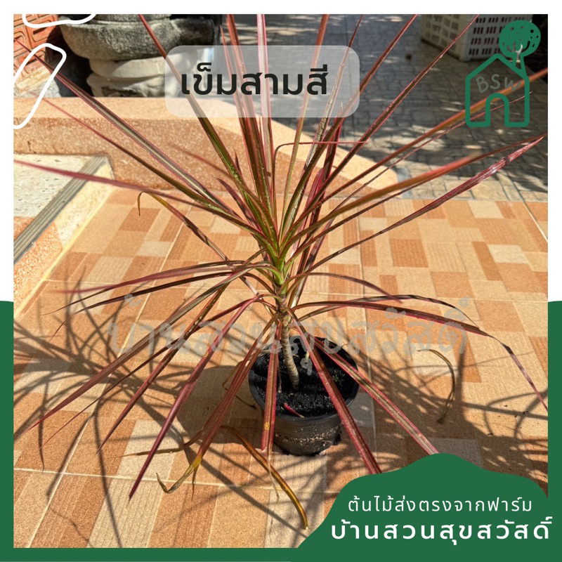 เข็มสามสี ในกระถาง 5 นิ้ว