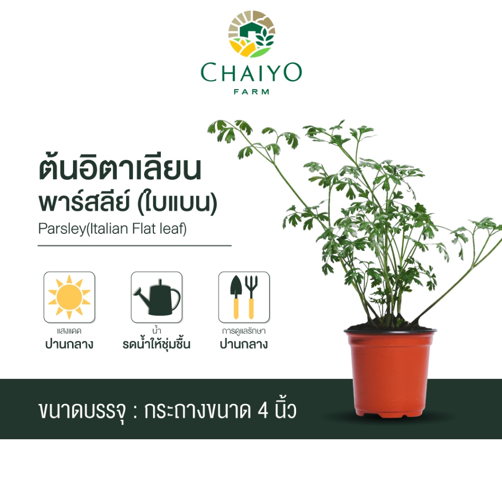 ต้นอิตาเลียนพาร์สลีย์(ใบแบน) ออร์แกนิค Parsley(Italian Flat leaf) กระถาง 4 นิ้ว และ 6 นิ้ว
