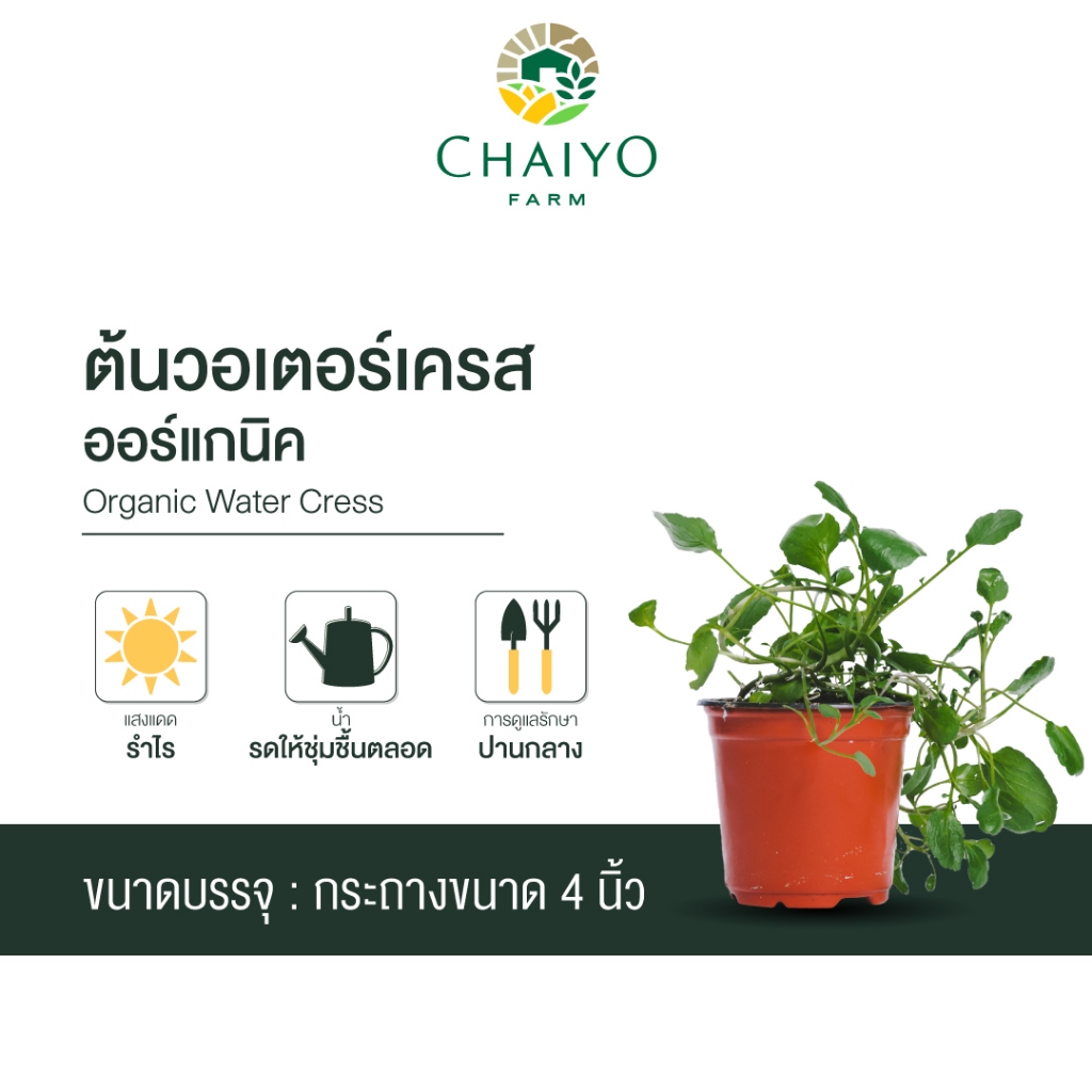 ต้นวอเตอร์เครส ออร์แกนิค Organic Water Cress