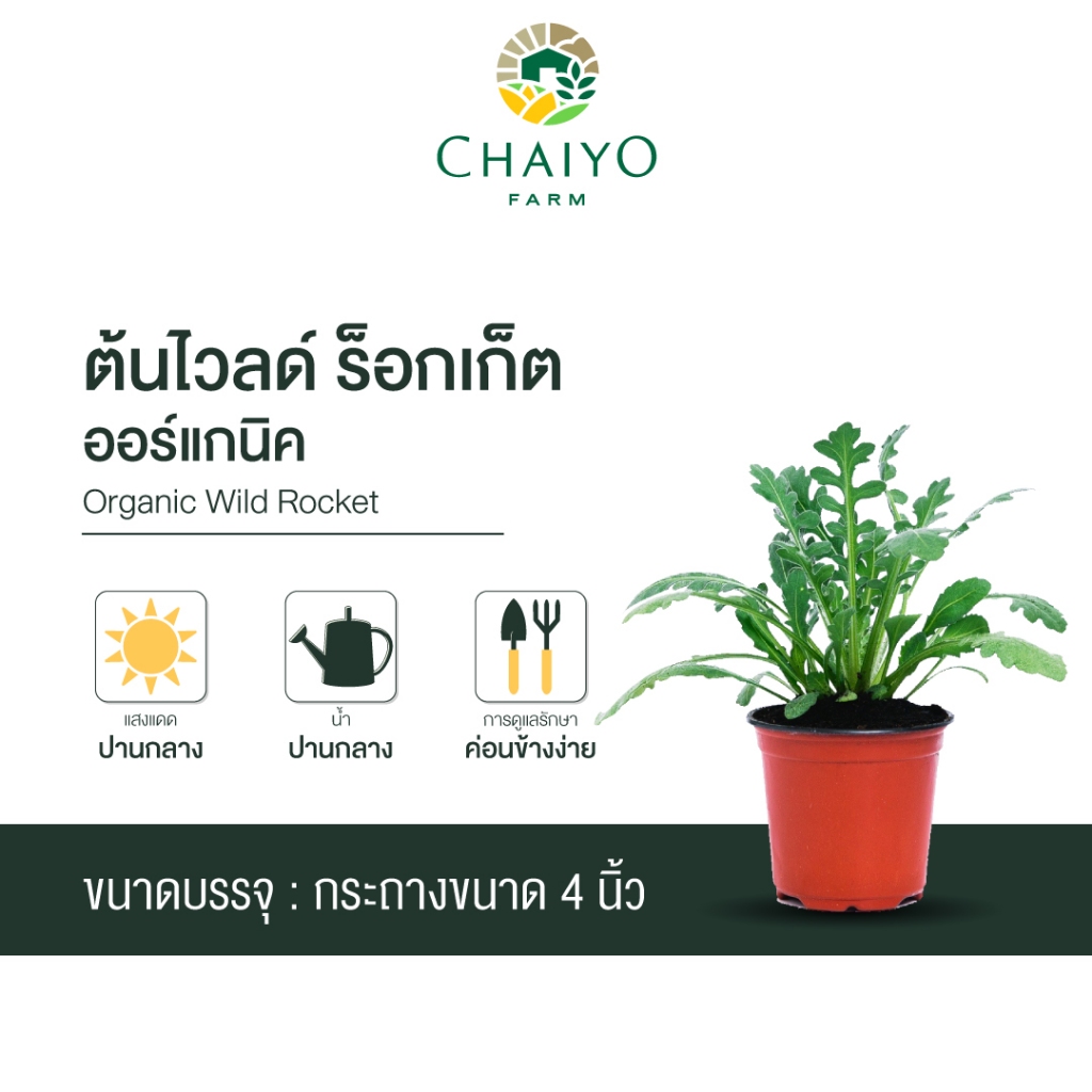 ต้นไวลด์ ร็อกเก็ต ออร์แกนิค Organic Wild Roquette กระถาง 4 นิ้ว