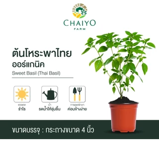 ต้นกะเพราแดง ต้นกะเพราเขียว และ ต้นโหระพาไทย ออร์แกนิค (รวมสมุนไพรไทย ออร์แกนิค 3 ชนิด) กระถาง 4 นิ้ว และ 6 นิ้ว