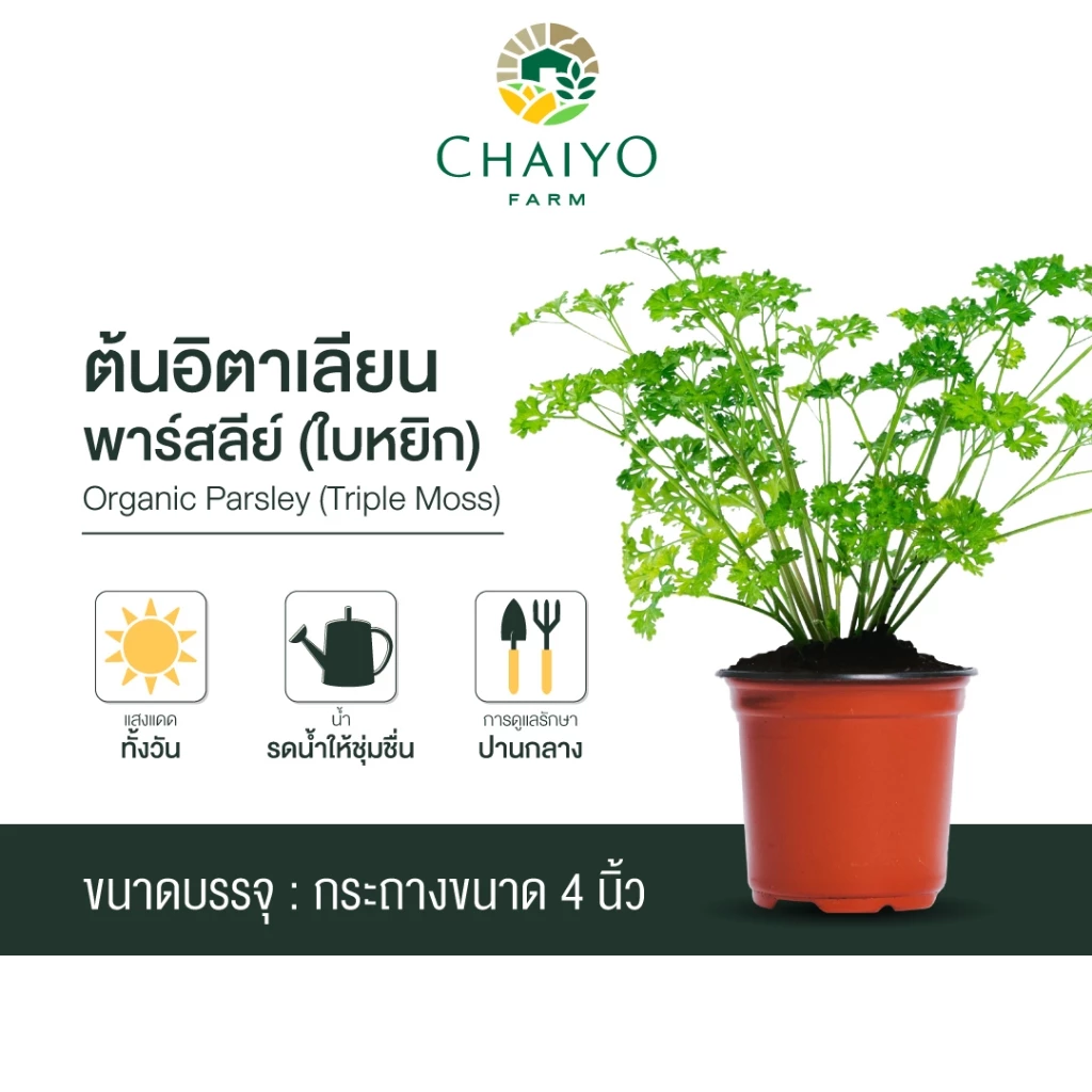 ต้นอิตาเลี่ยนพาร์สลีย์(ใบหยิก) ออร์แกนิค Organic Parsley (Triple Moss) กระถาง 4 นิ้ว และ 6 นิ้ว