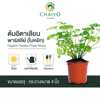 ต้นอิตาเลี่ยนพาร์สลีย์(ใบหยิก) ออร์แกนิค Organic Parsley (Triple Moss) กระถาง 4 นิ้ว และ 6 นิ้ว