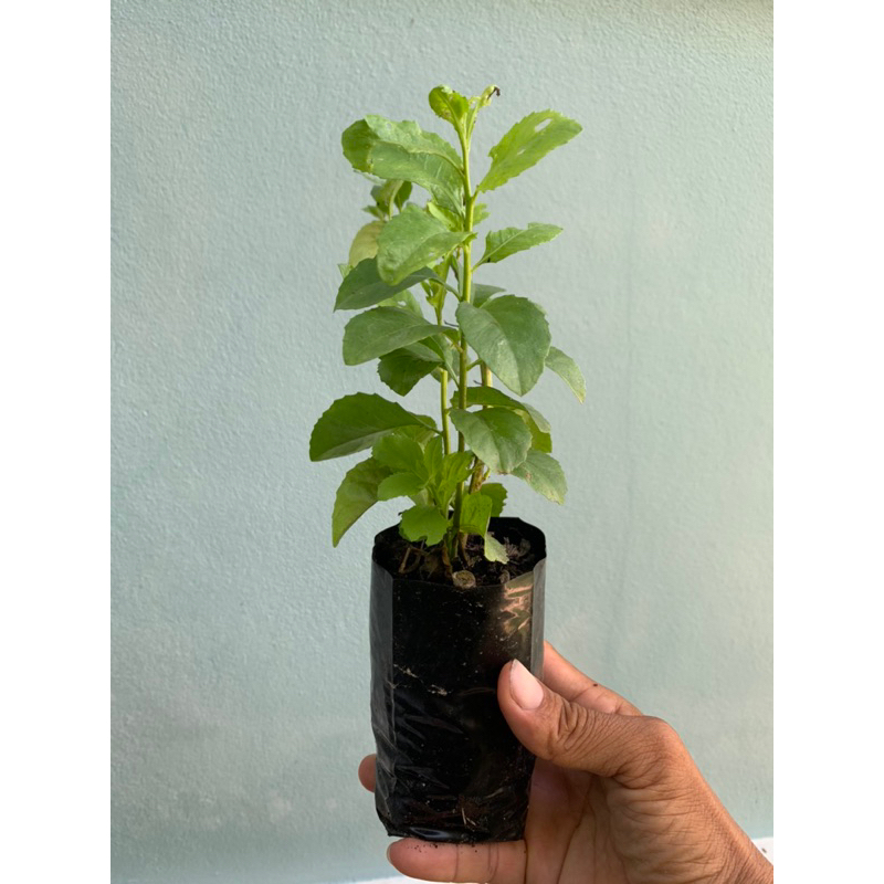 ต้นพันธุ์ใบขลู่เพาะชำกิ่งในถุงดำรากเดินดีพร้อมปลูก ราคา ถูกที่สุด ดีลบีเคเค แกลเลอรีภาพที่ 3
