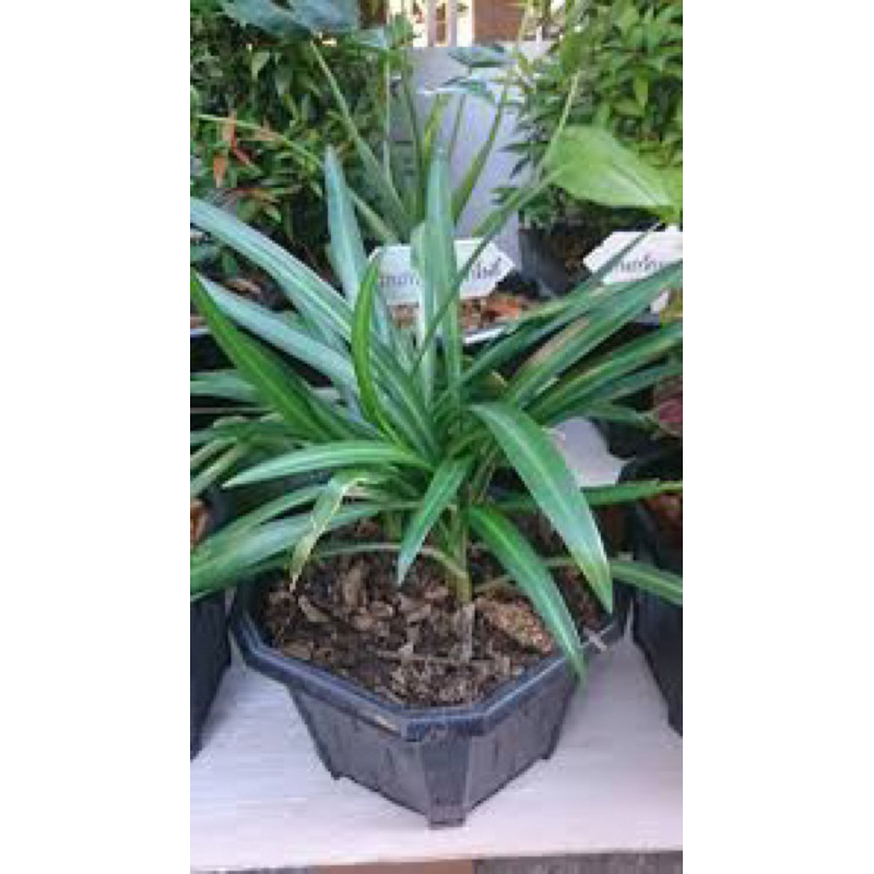 ว่านพญาลิ้นงูชุดละ1ต้นหัวติดใบสมุนไพร ไม้มงคล ไม้ประดับ ‼️