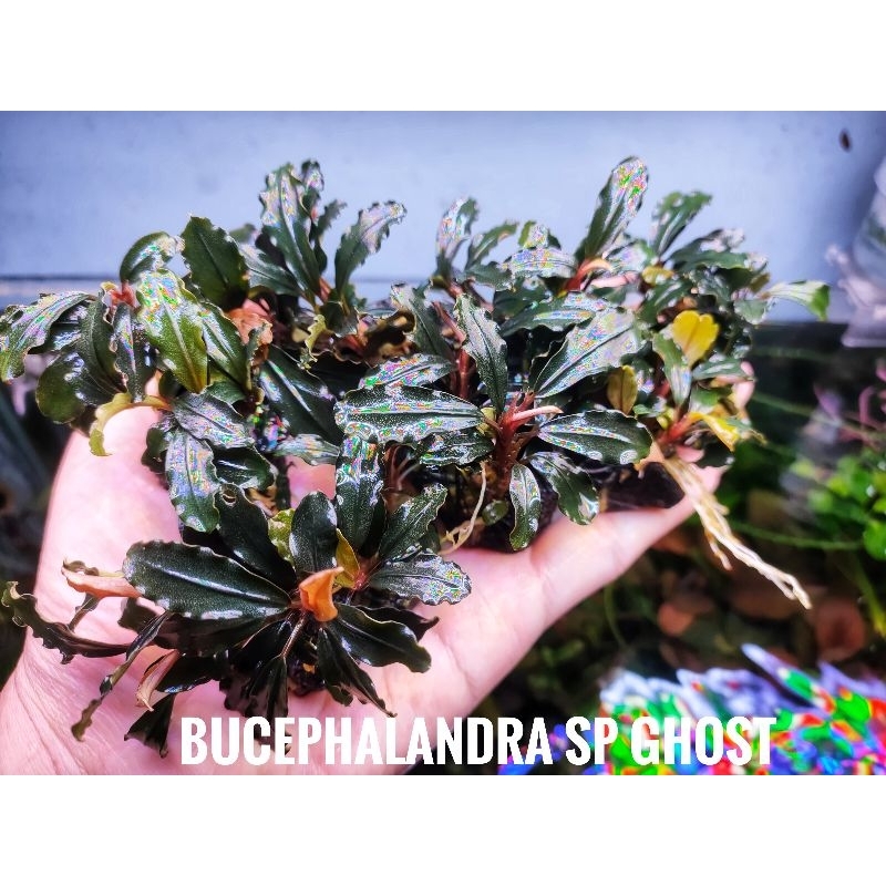 Bucephalandra sp. Ghost 👻 G