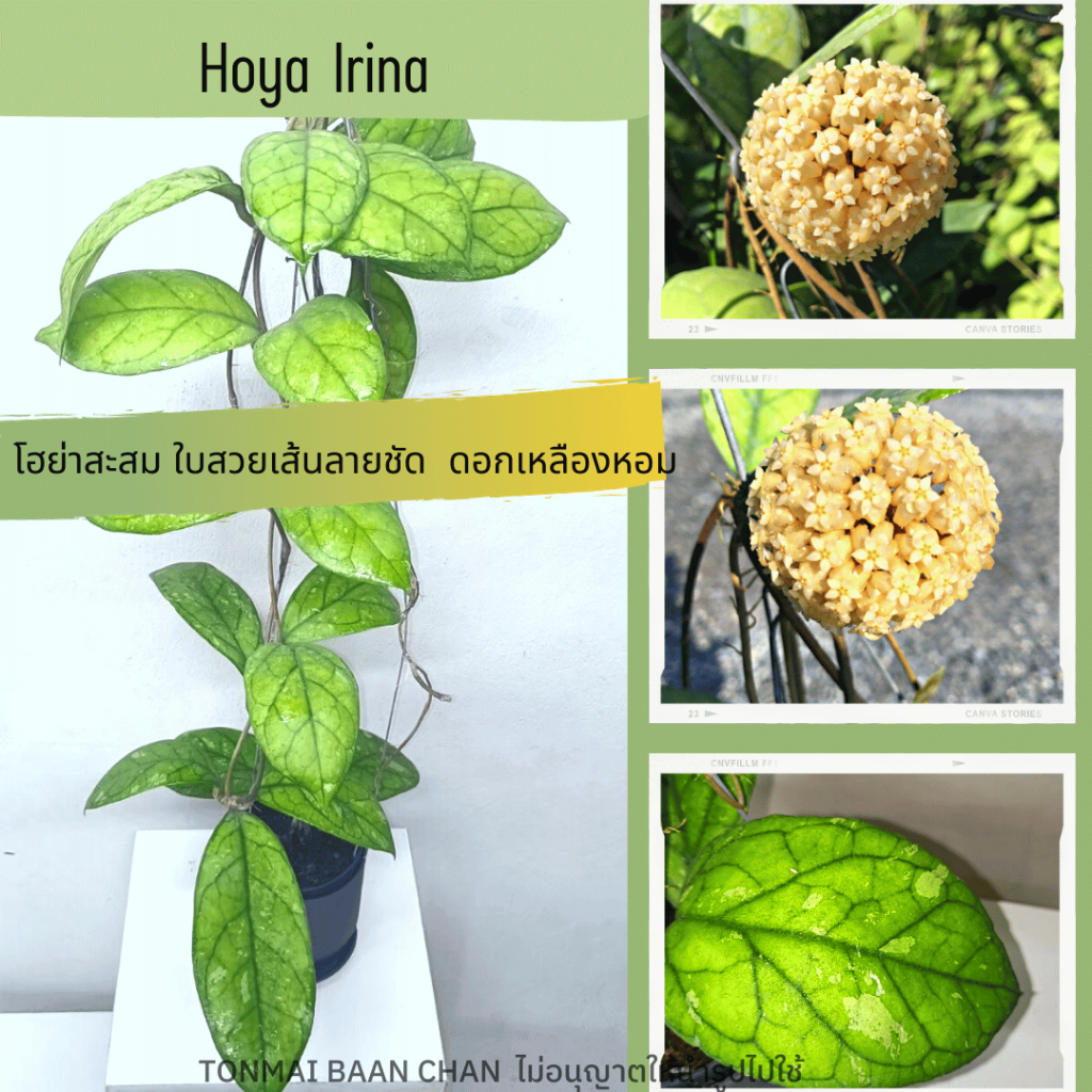 ต้นไม้แขวนประดับ hoya irinaโฮย่าสะสม หายาก ใบหนา เส้นชัด สีสันสดใส ไม้ประดับ ต้นไม้ดอก ส่งต้นติดดอก