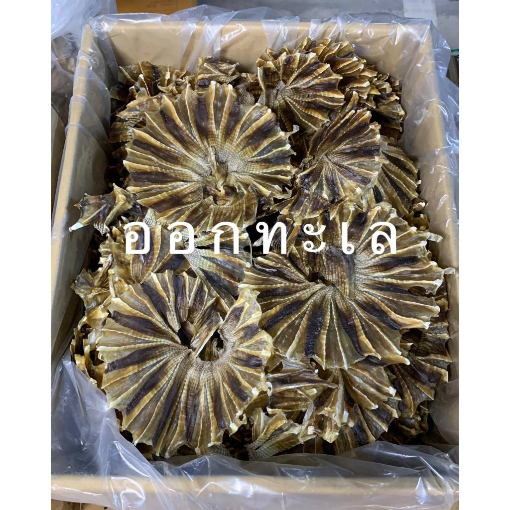 ปลากระเบนวง ตากแห้ง ไม่เเค็ม ทานอร่อย ทอกกรอบอร่อยมากกก