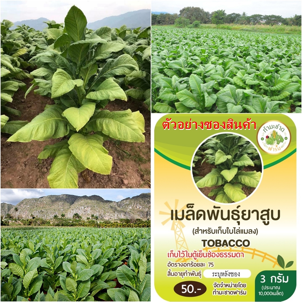 [ซื้อ10 แถม1] เมล็ดพันธุ์ ต้นยาสุบ พันธุ์พื้นเมือง สำหรับเก็บใบไล่แมลง ทำน้ำหมัก ทำยาไล่แมลง  ซอง 3กรัม 10,000 เมล็ด – โปรปัง