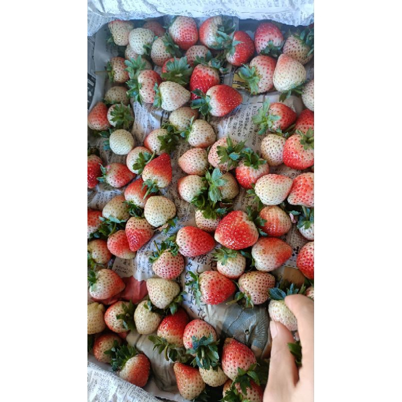 สตอเบอรี่รวมใหญ่+จัมโบ้ 1กิโลกรัม ขอคนพร้อมโอนนะคะ