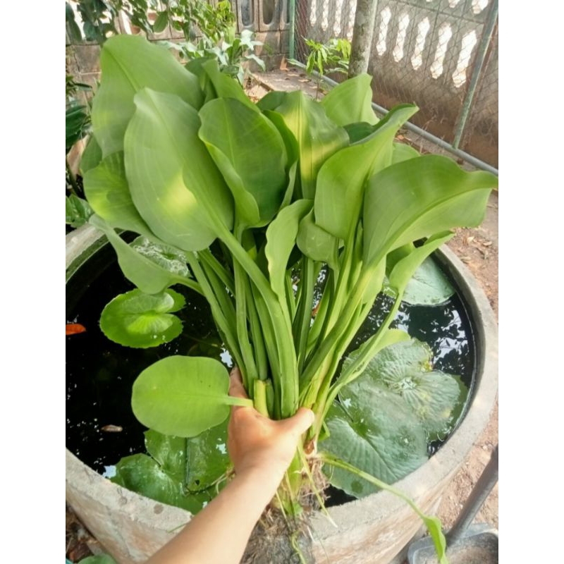 ผักก้านจองหรือผักพายชุด5ต้น