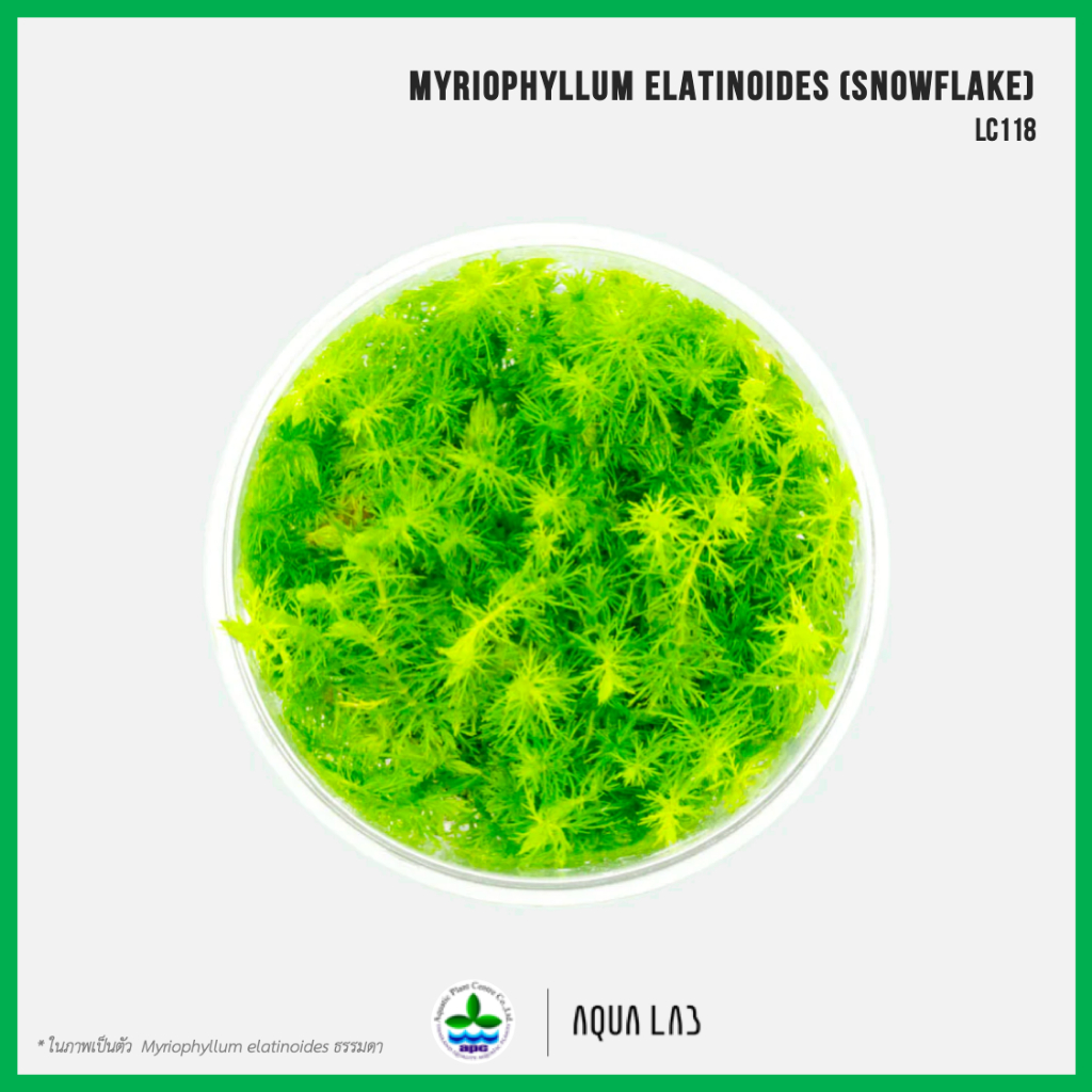 [APC] Myriophyllum elatinoides (Snowflake) [ไม้น้ำ - Aquatic Plants] LC118