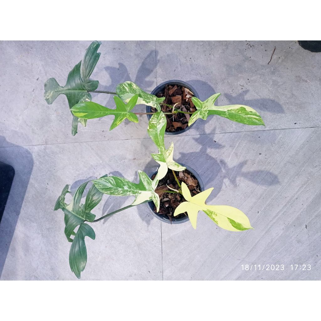 (ส่งฟรี) ก้ามกุ้งด่างPhilodendron florida beauty