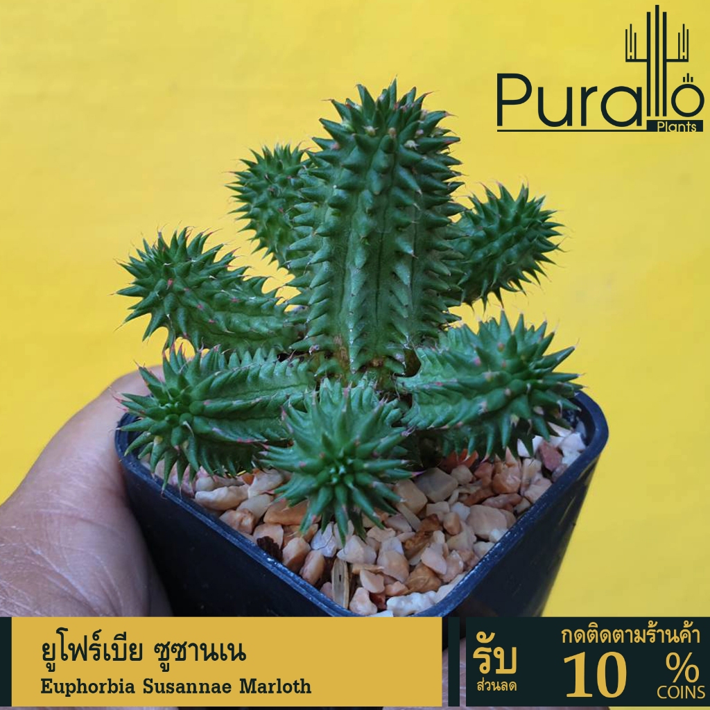 ต้นยูโฟเบีย ยูโฟเบีย ซูซานเน Euphorbia Susannae Marloth #ยูโฟร์เบีย #Euphorbia