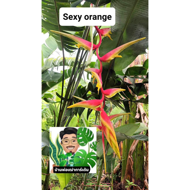 เฮลิโคเนียชื่อ Sexy orange