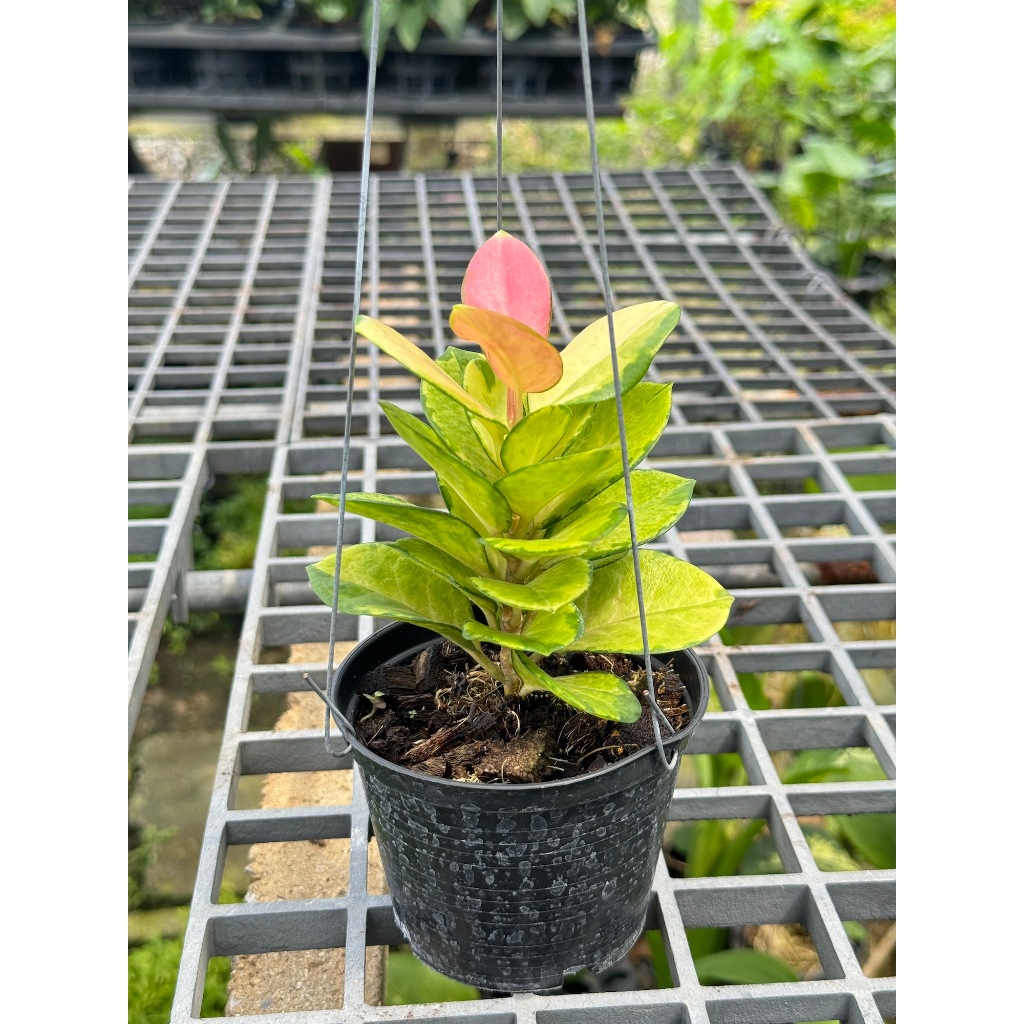 มุมมอง 6