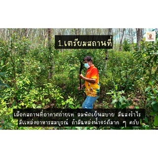 ขาตั้งกล่องรังผึ้งพร้อมกรวย(ใช้วางกล่องรังผึ้ง) - รูปที่ 3