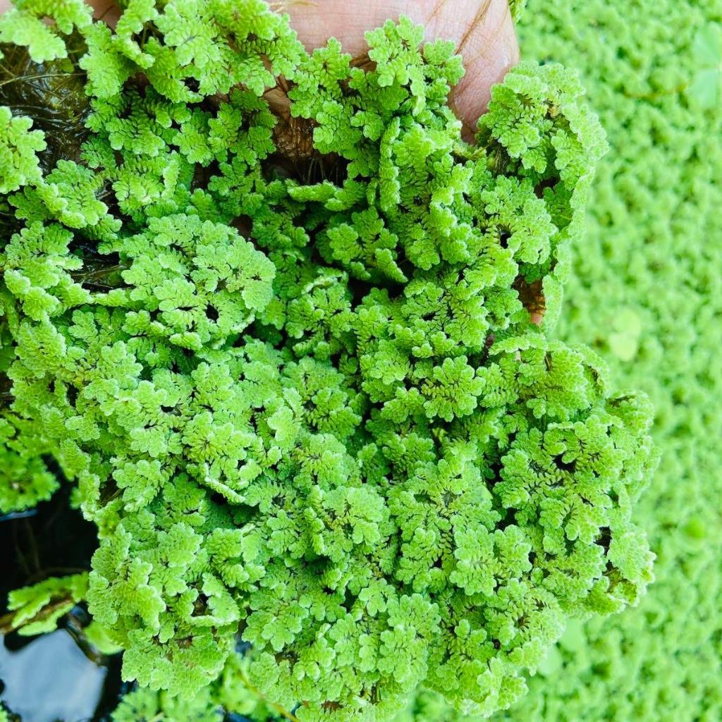 1 กิโลกรัม แหนแดงอะซอลล่าไมโครฟิลลา(Azolla microphylla) 🍀 เลี้ยงง่าย ขยายเร็ว โปรตีนสูงถึง 30% ลดต้น