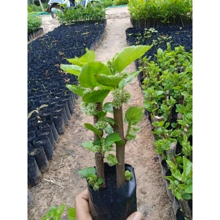 ต้นหม่อนเบอรี่ หม่อนดำตุรกี(ชำกิ่ง)ซื้อ 1 แถม 1 ติดผลทุกต้น