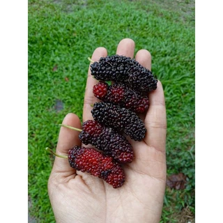 ต้นหม่อนเบอรี่ หม่อนดำตุรกี(ชำกิ่ง)ซื้อ 1 แถม 1 ติดผลทุกต้น