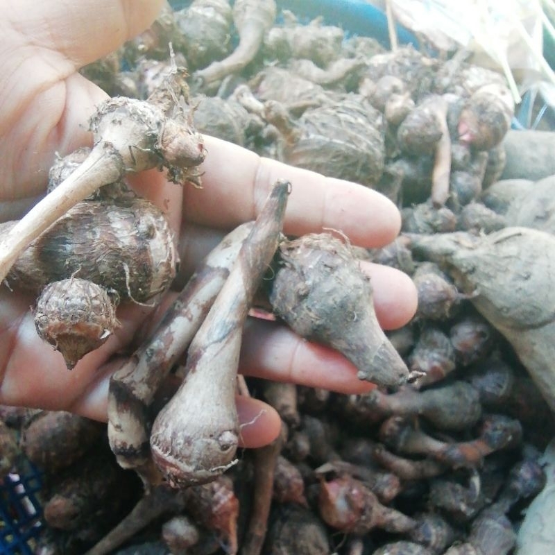 เผือกป่าออกธรรมชาติ1kilo