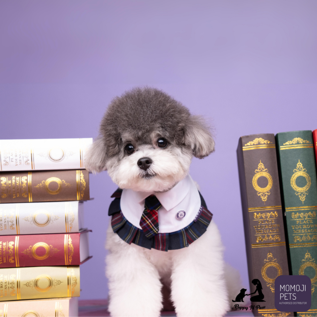 Momoji Paula Pet Bib ชุดสุนัขแมว ผ้าพันคอหมา สำหรับหมาใหญ่หมาเล็ก Pet Dress นักเรียนหญิงมีกระโปรง
