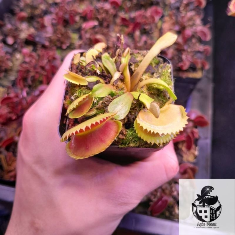 🔥New กาบหอยแครง ฟันเสือ!! 🐯(Venus Flytrap) DM.TigerTeeh