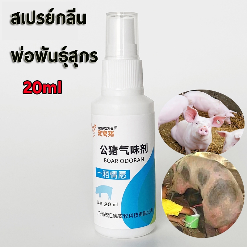 สเปรย์กลิ่นพ่อพันธุ์สุกร ขวด20ml ผสมเทียมสุกร อุปกรณ์ผสมเทียมสุกร เพิ่มอัตราการตั้งครรภ์ อุปกรณ์เลี้ยงหมู ฟาร์หมู