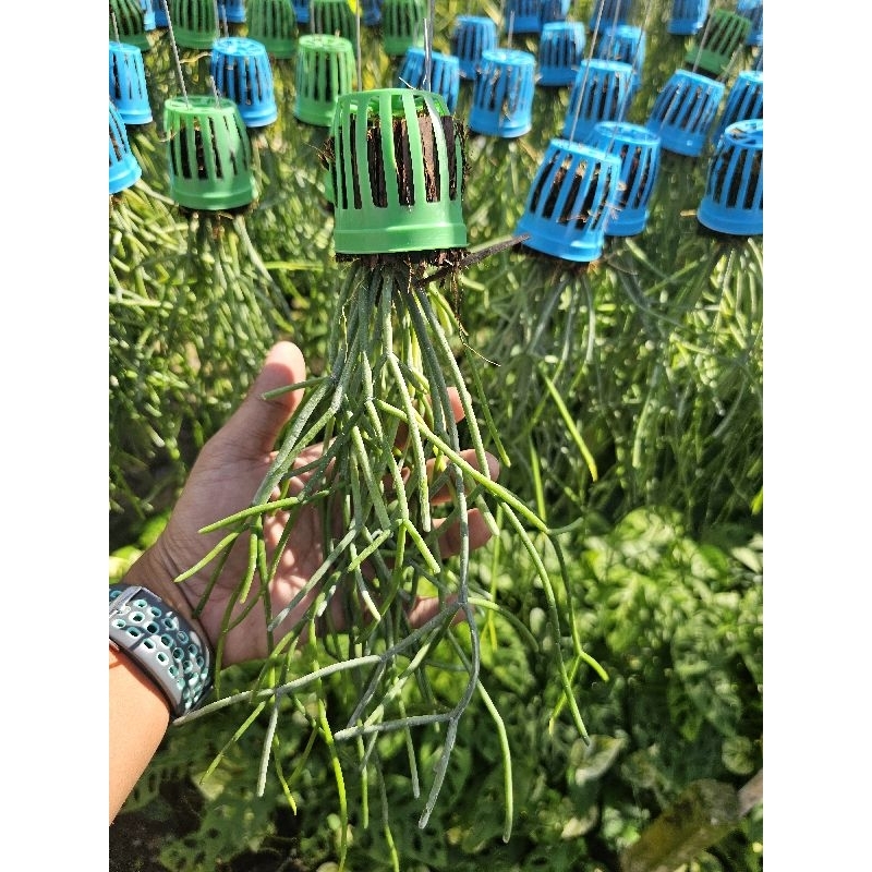 ต้นไข่มุกใส่ตระกร้าสีพร้อมลวดแขวน