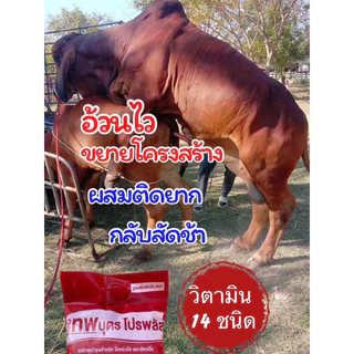 🔥ชุดเห็นผล3ถุง🔥เทพบุตรโปรพลัส
