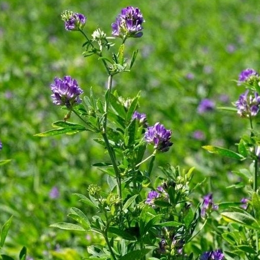 เมล็ดหญ้าอัลฟาฟ่าออร์แกนิค [5,000 เมล็ด] Organic Alfalfa Seeds [5,000 seeds] พืชคลุมดิน, Cover crop