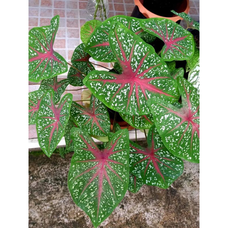 บอนสีชื่อ (นกกระทา) สวยงาม บอนสีภาคใต้