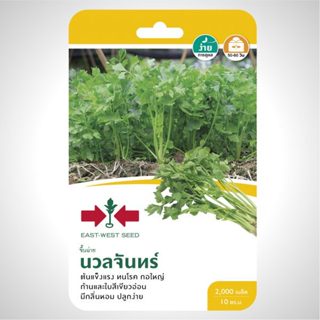 ขึ้นฉ่าย นวลจันทร์ 2000เมล็ด ศรแดง