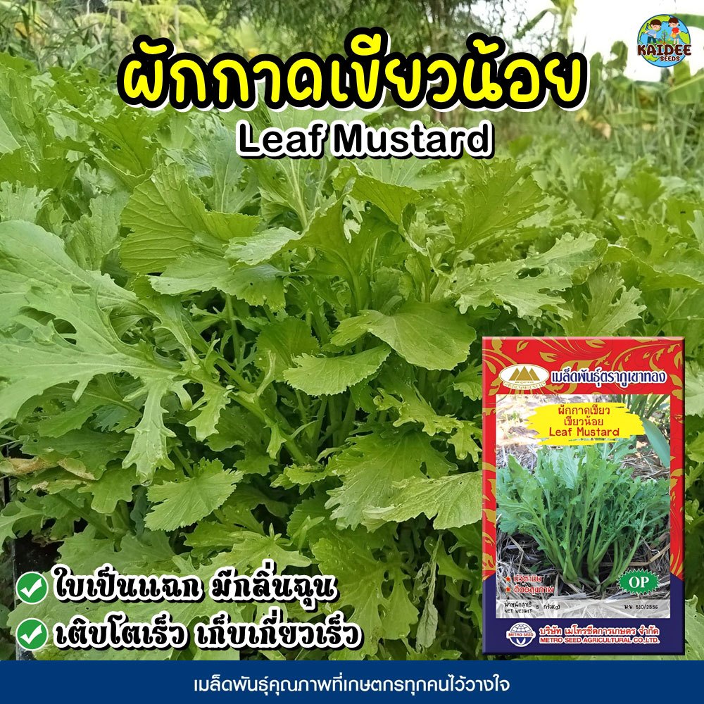 ตราลูกโลก เมล็ดผักกาดเขียว เขียวปลี ดองกี้  Mustard  เมล็ดพันธุ์ผัก ผักสวนครัว ผักซอง ลูกโลก