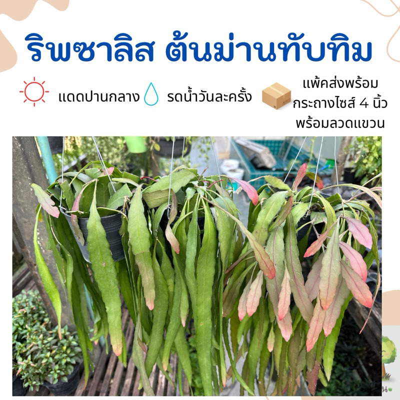 ต้นสายทับทิม สายพันธุ์ริพซาลิส ไม้แขวนระย้าใบแบนสีเขียวแดง แพ้คจัดส่งพร้อมลวดแขวน