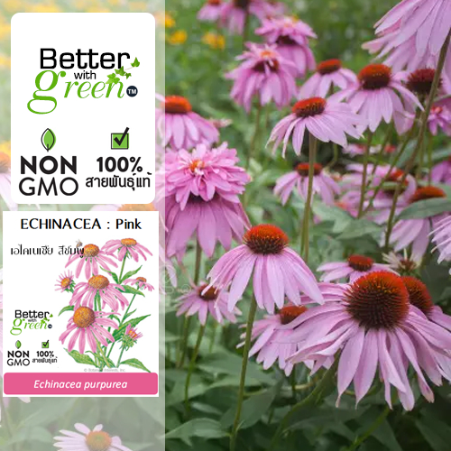 เมล็ดพันธุ์ เอไคเนเซีย สีชมพู 100 เมล็ด (ECHINACEA : Pink) นำเข้า การันตีสายพันธุ์