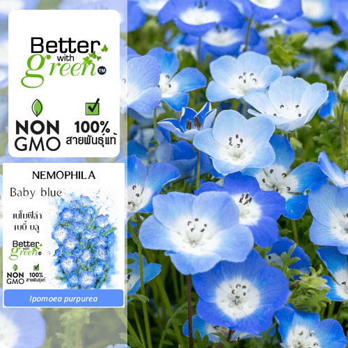 เมล็ดพันธุ์ เนโมฟิล่า เบบี้ บลู 50 เมล็ด (NEMOPHILA : Baby blue) นำเข้า การันตีสายพันธุ์