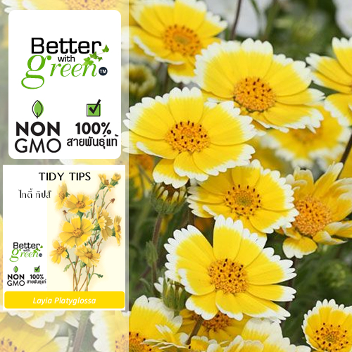 เมล็ดพันธุ์ ไทดี้ ทิปส์ 100 เมล็ด (TIDY TIPS) นำเข้า การันตีสายพันธุ์