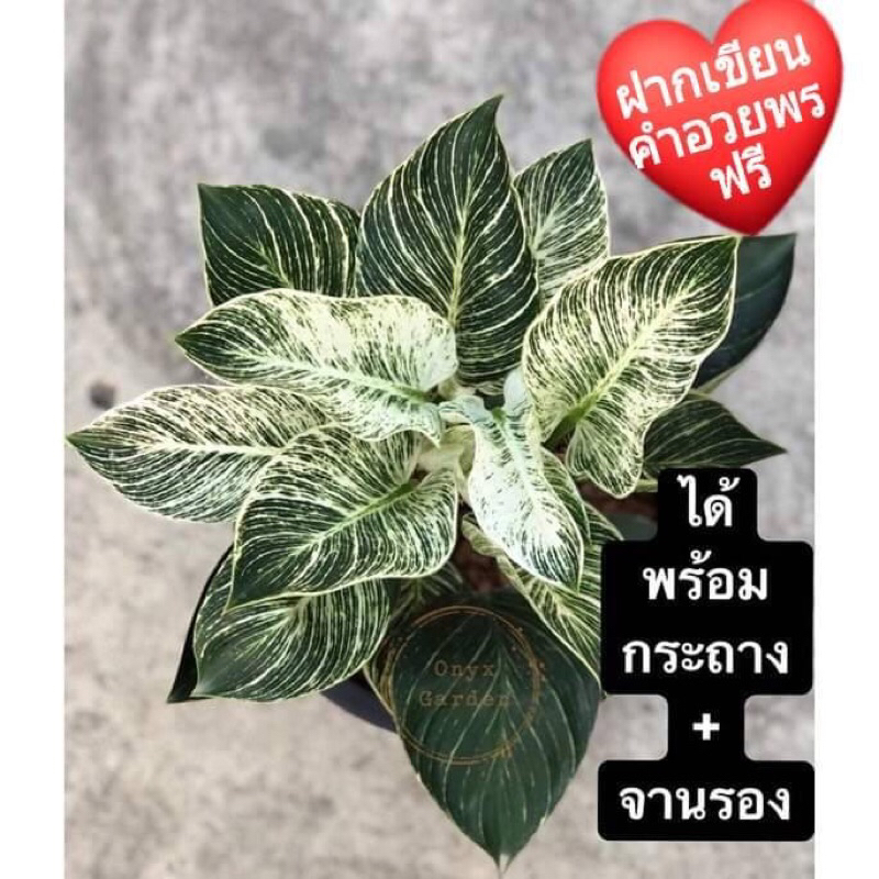 ฟิโลเดนดรอนเบอร์กิ้นเบอร์กิ้นPhilodendronBirkin