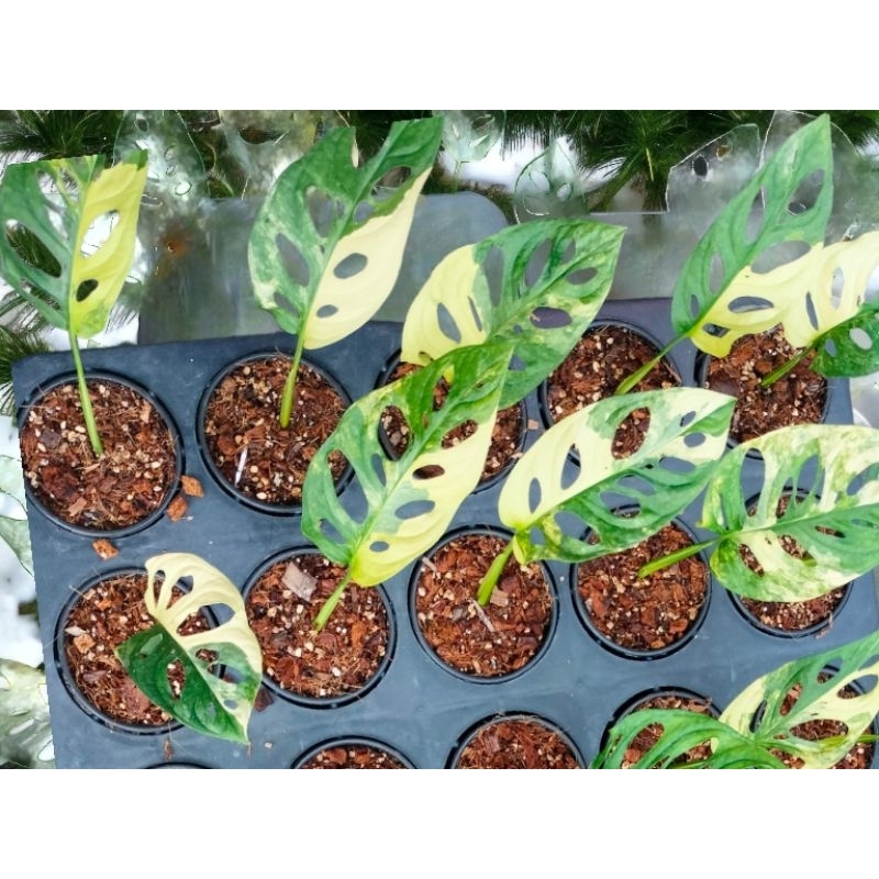 พลูฉลุด่างเหลือง วางข้อ 1 ใบด่าง monstera aurea variegated