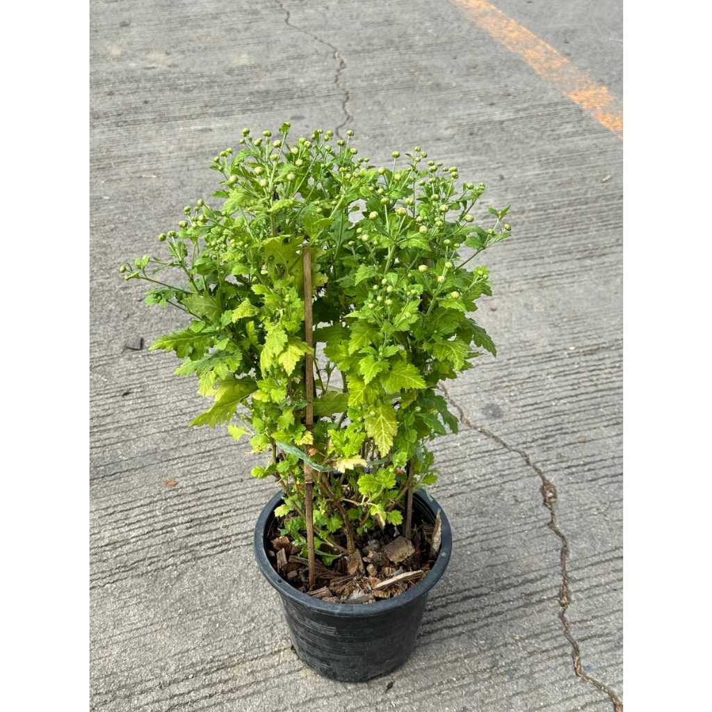 มุมมอง 3