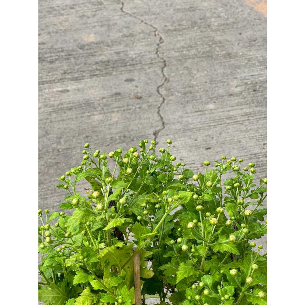 มุมมอง 4