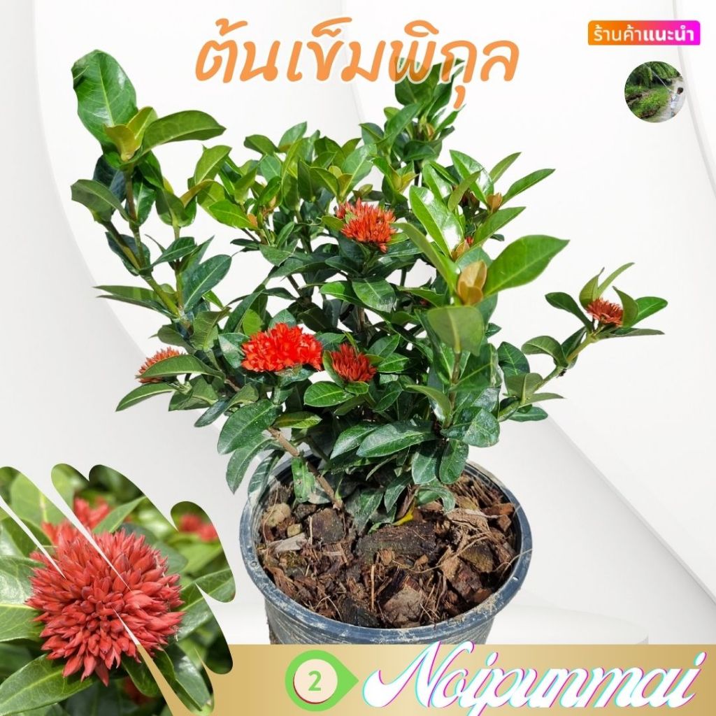 ต้นเข็มพิกุล กระถาง 6 นิ้ว(ส่งพร้อมกระถาง)
