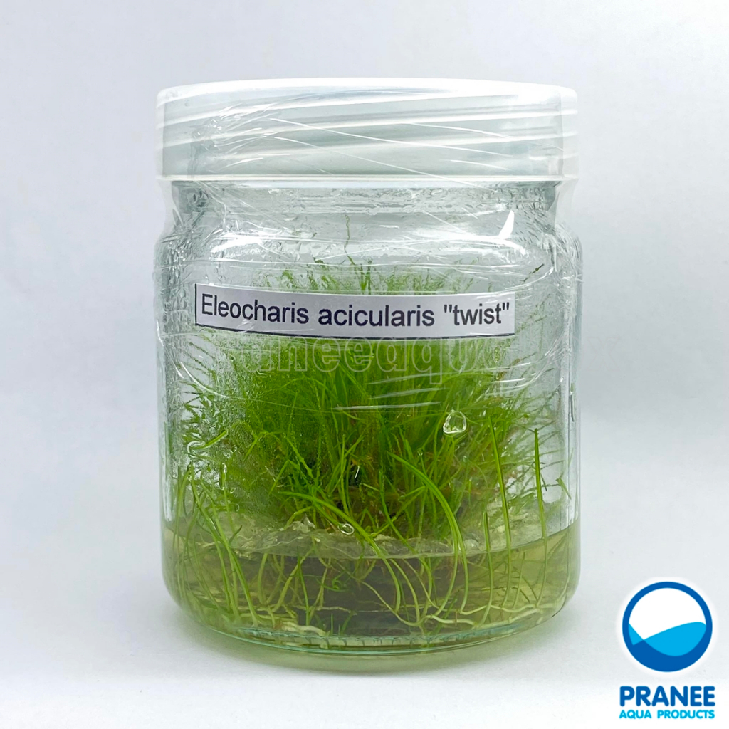Hairgrass twist แฮร์กลาสทวิส (เนื้อเยื่อ) ต้นไม้น้ำ ไม้น้ำเนื้อเยื่อ