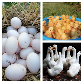 ไข่เชื้อเป็ดอี้เหลียง30ฟองแถม3ฟอง เก็บสดใหม่ทุกวัน